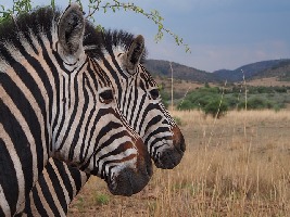Pilanesberg National Park