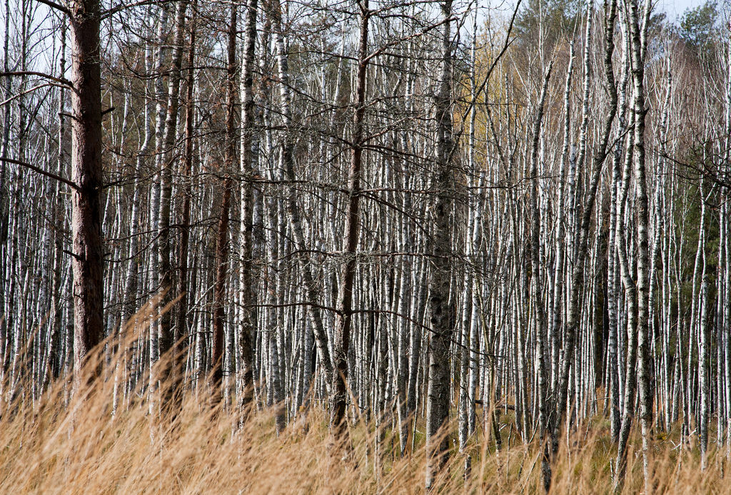 Pinsk  Belarus