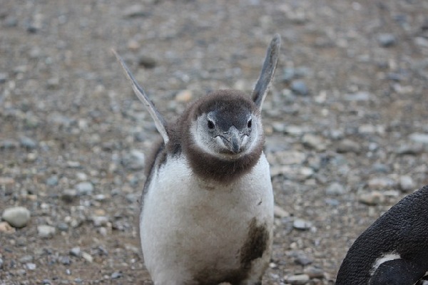 Punta Arenas  Chile