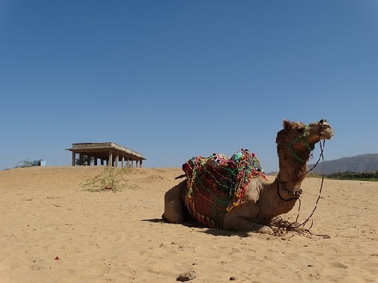 Pushkar Rajasthan India