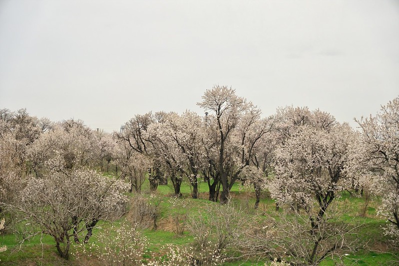 Qazvin  Iran