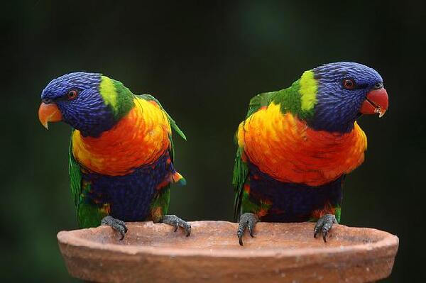 Queensland Kingston