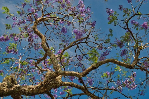 Sabanilla de Alajuela  Costa Rica