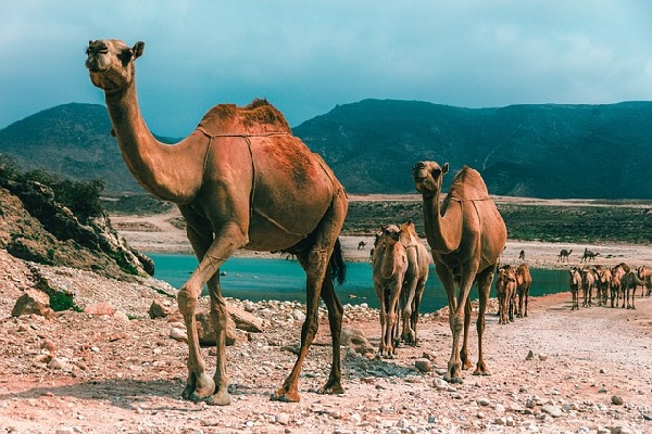 Salalah  Oman
