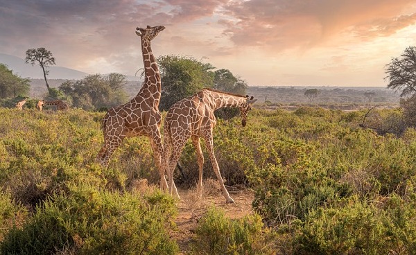 Samburu  Kenya
