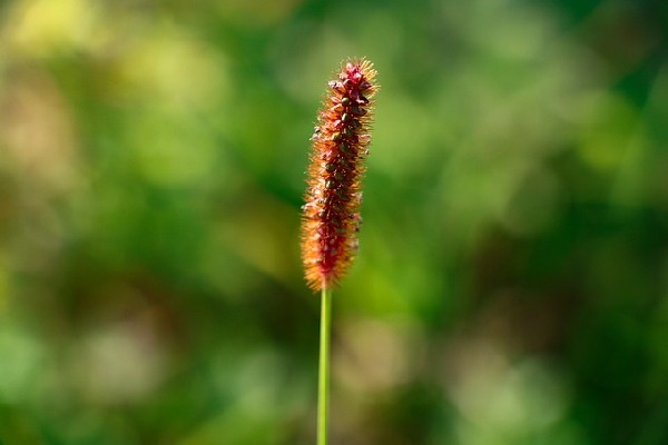 Satara Maharashtra India