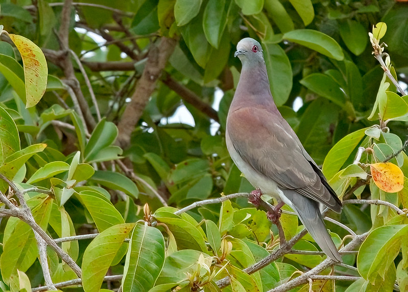 Stann Creek Belize