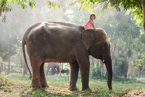 Surin  Thailand