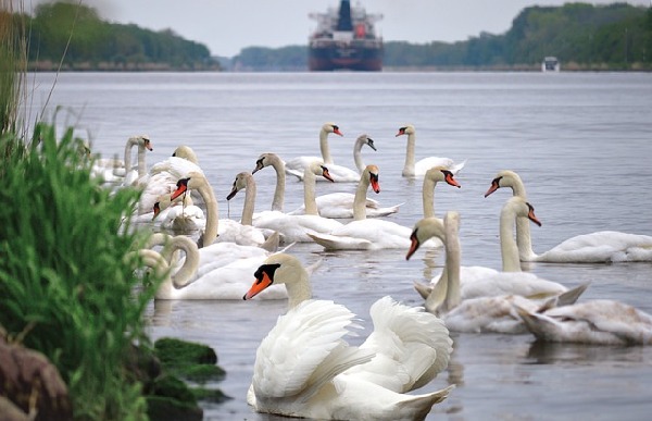 Swan Lake Montana United States
