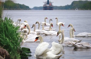 Swan Lake
