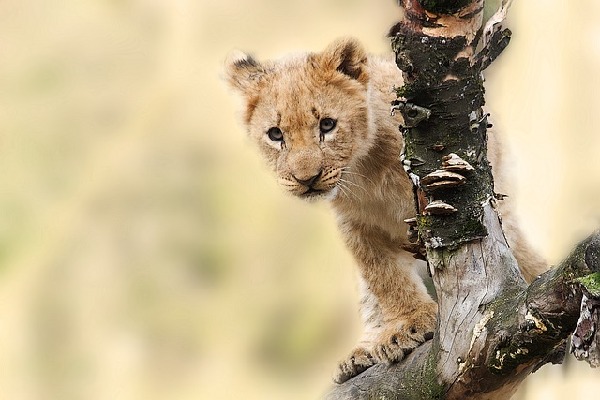 Tanzania