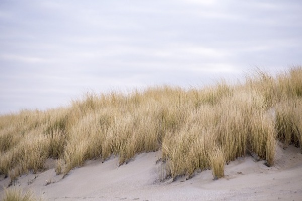 The Hague  Netherlands