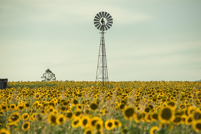 Toowoomba  Australia