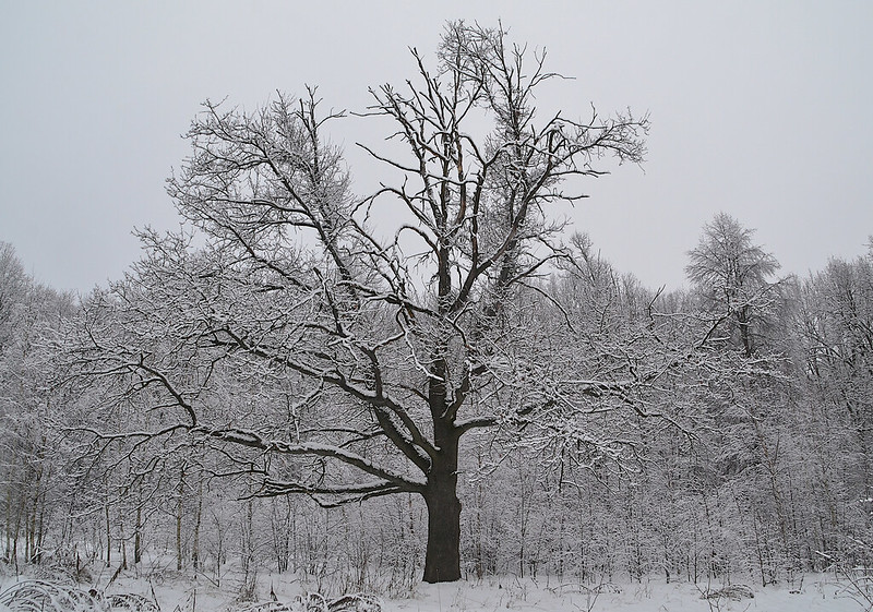 Tula Oblast  Russia