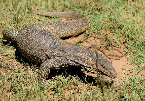 Uda Walawe National Park 