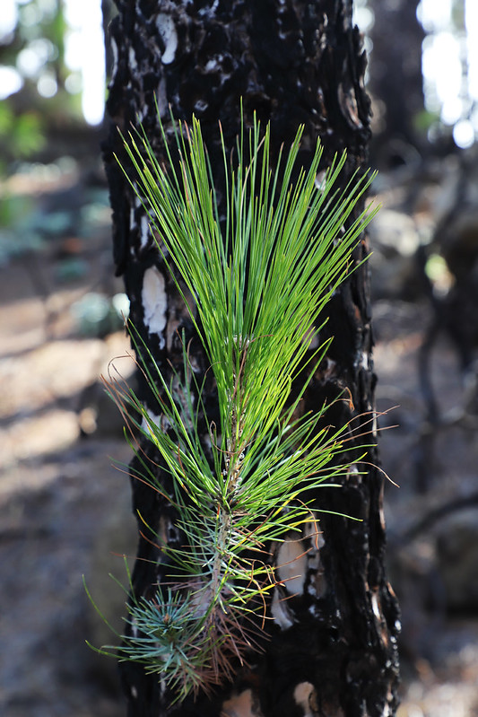 Vega de San Mateo  Spain
