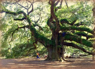 Wadmalaw Island South Carolina United States