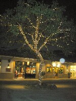 Waikoloa