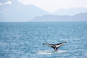 Whale  Bay Park