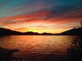 Whitefish