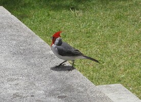 The Senton Bombs