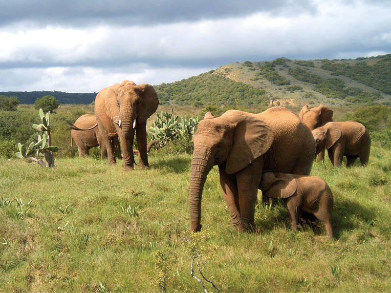 Garden Route Tours