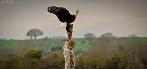 Welcome to the Hawk Conservancy Trust