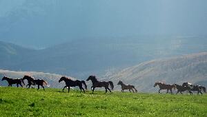 Canada Ranch