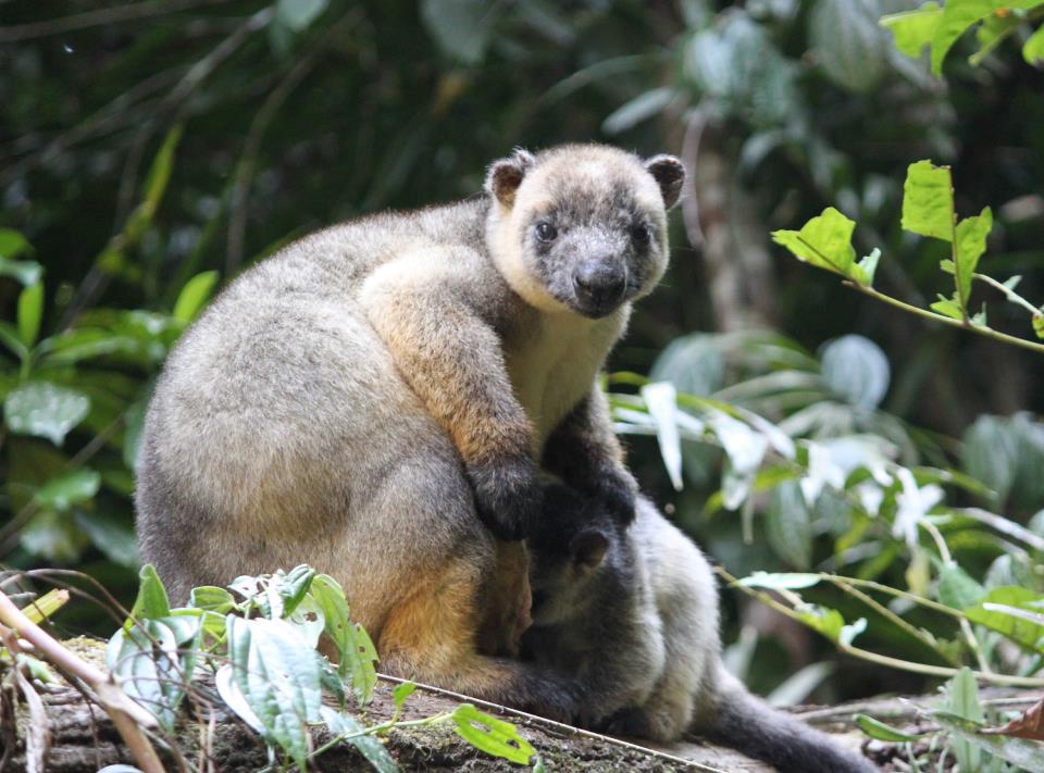 The Tree-Kangaroo and Mammal Group