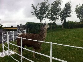 Welcome to Clanard Court