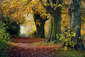 Bromley Camera Club