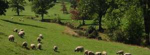 Penbode vets, Devon And Cornwall