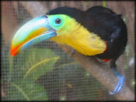 Toucan Blue