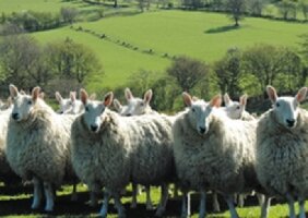 OSWESTRY SHOW 6TH AUGUST 2016