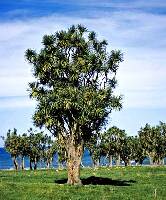 New Zealand Tree