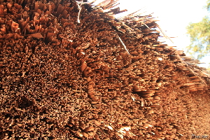 Grassroots Kampala