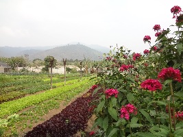 Antigua Guatemala Farm