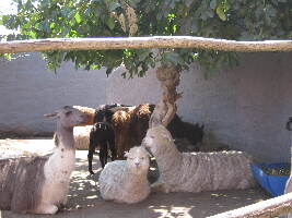 Mundo Alpaca