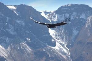 Panacca Travel - Day Tours