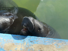 Amazon Rescue Center