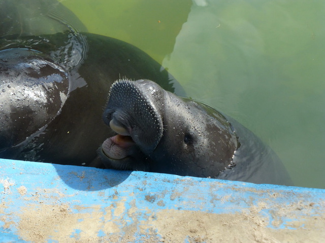 Amazon Rescue Center