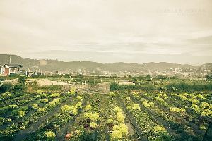 Cordillera Region Philippines Farm