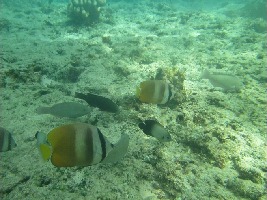 Bohol Province Philippines Tour