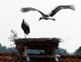 Patataj - Rope and Obstacle Course