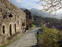Armenia Tree