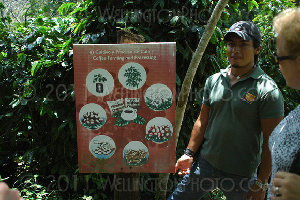 Welchez Copan Coffee Tour