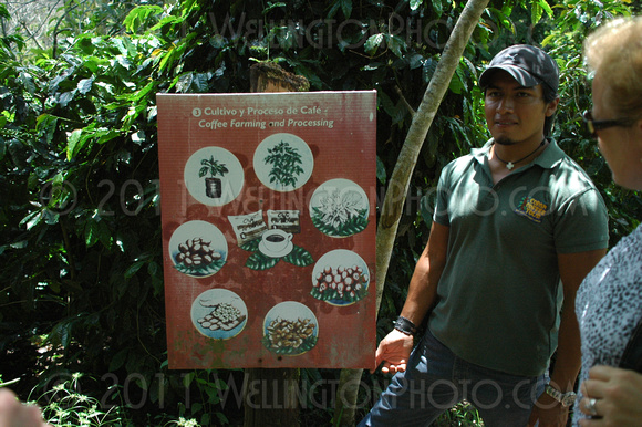 Welchez Copan Coffee Tour