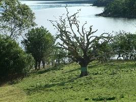 Fern Tree