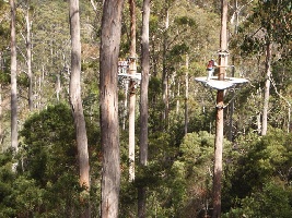 Hollybank Treetops Adventure