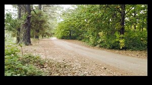 Harcourt Australia Forest